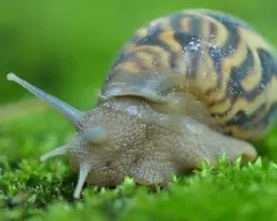 Caracol terrestre