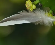 Pluma en cactus