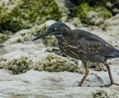 Butorides sundevalli