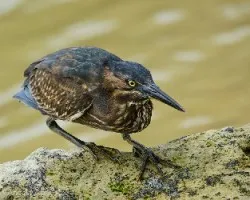 Butorides sundevalli