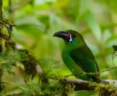 Aulacorhynchus haematopygus