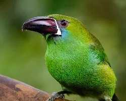 Aulacorhynchus haematopygus