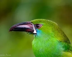 Aulacorhynchus haematopygus