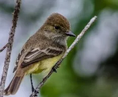 Myiarchus magnirostris