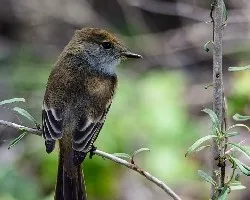 Myiarchus magnirostris