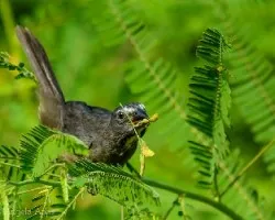 Saltator coerulescens