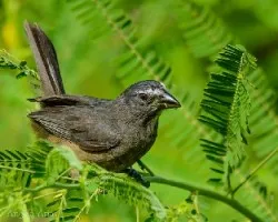 Saltator coerulescens