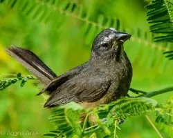 Saltator coerulescens