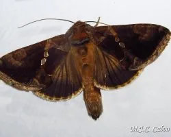 Plusia chalcites (chrysodeixis chalcites)