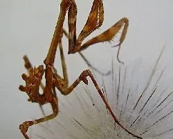 Empusa pennata