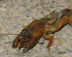 Gryllotalpa gryllotalpa