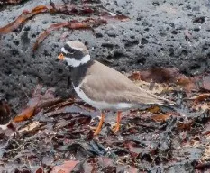 Charadrius hiaticula