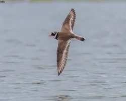 Charadrius hiaticula