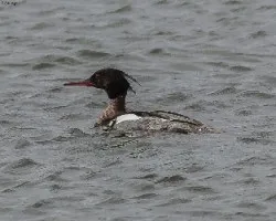 Mergus serrator