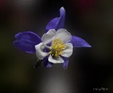 Aquilegia vulgaris