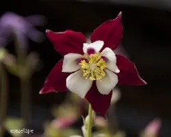 Aquilegia vulgaris