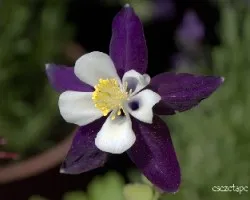 Aquilegia vulgaris