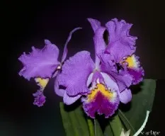 Cattleya
