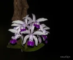 Laeliocattleya elegans