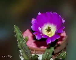 Echinocereus pentalophus