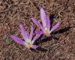Colchicum montanum