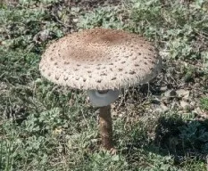 Macrolepiata procera