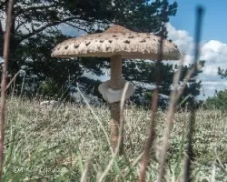 Macrolepiata procera