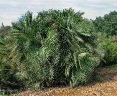 Chamaerops humilis 