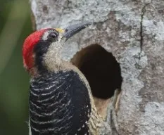 Melanerpes pucherani