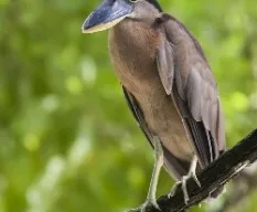 Cochlearius cochlearius