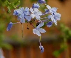 Plumbago auriculata