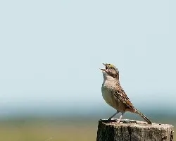 Ammodramus humeralis