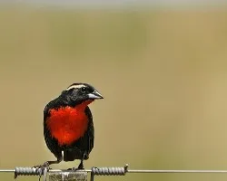 Sturnella superciliaris