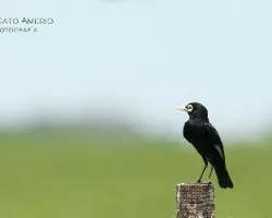 Hymenops perspicillatus