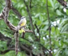 Tyrannus melancholicus