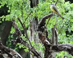 Tyrannus melancholicus