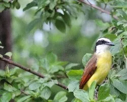 Pitangus sulphuratus