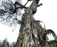 Ãrbol seco