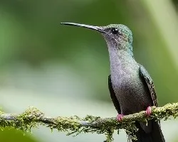 Chalybura urochrysia