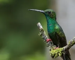 Chalybura urochrysia
