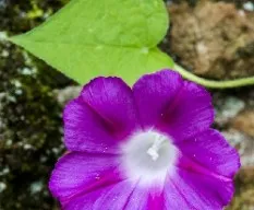 Ipomoea purpurea 