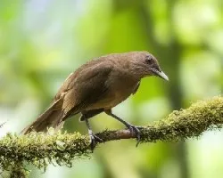 Turdus grayi