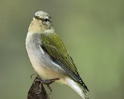 Oreothlypis peregrina