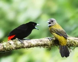 Ramphocelus passerinii