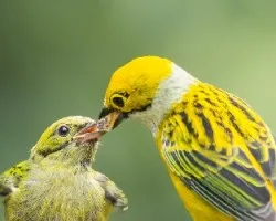 Tangara icterocephala
