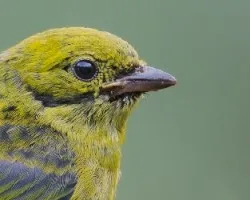 Tangara icterocephala