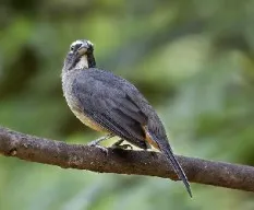 Saltator coerulescens