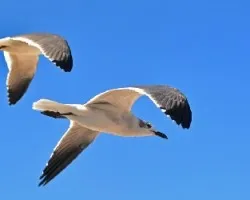 Gaviota