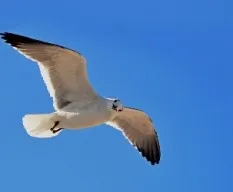 Gaviota