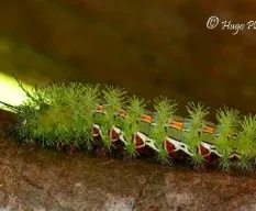 Otra oruga de polilla.